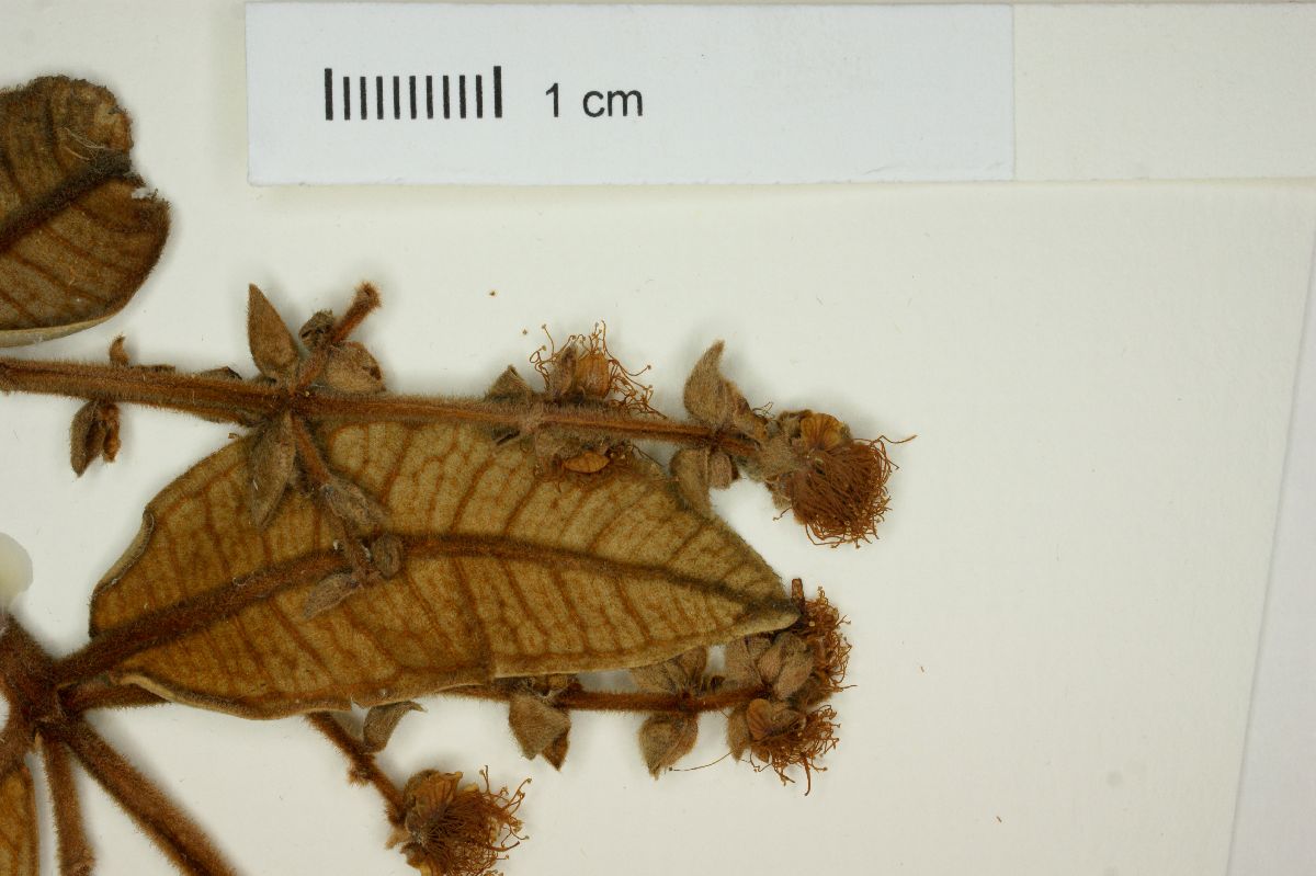 Myrcia perforata image