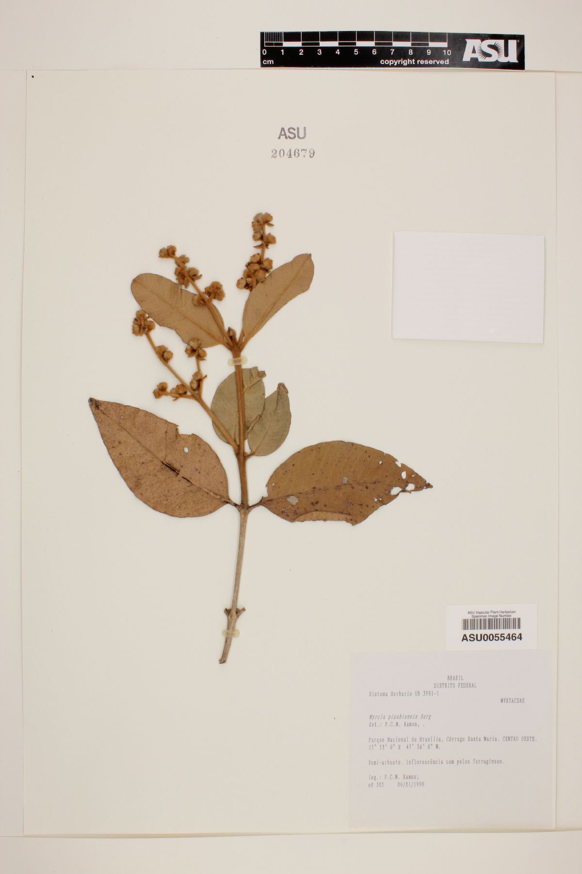 Myrcia piauhiensis image