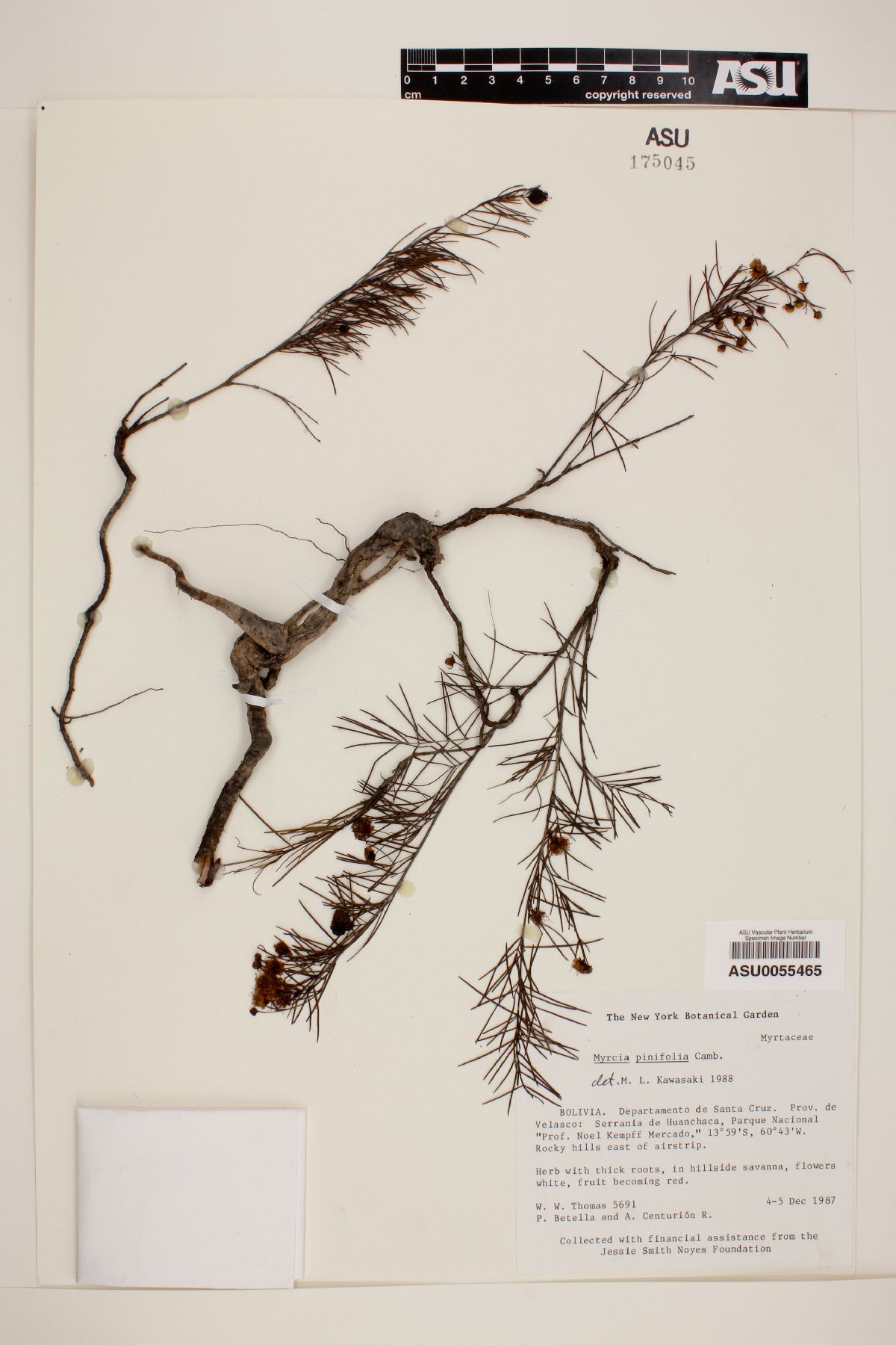 Myrcia pinifolia image