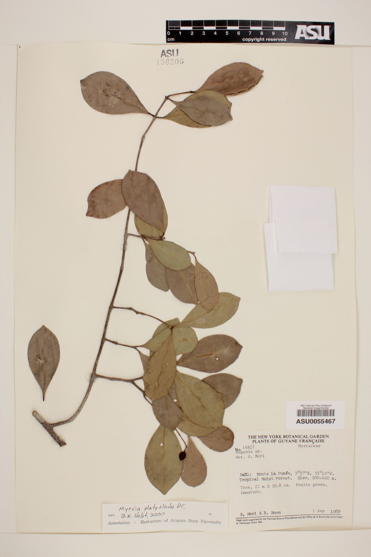 Myrcia platyclada image