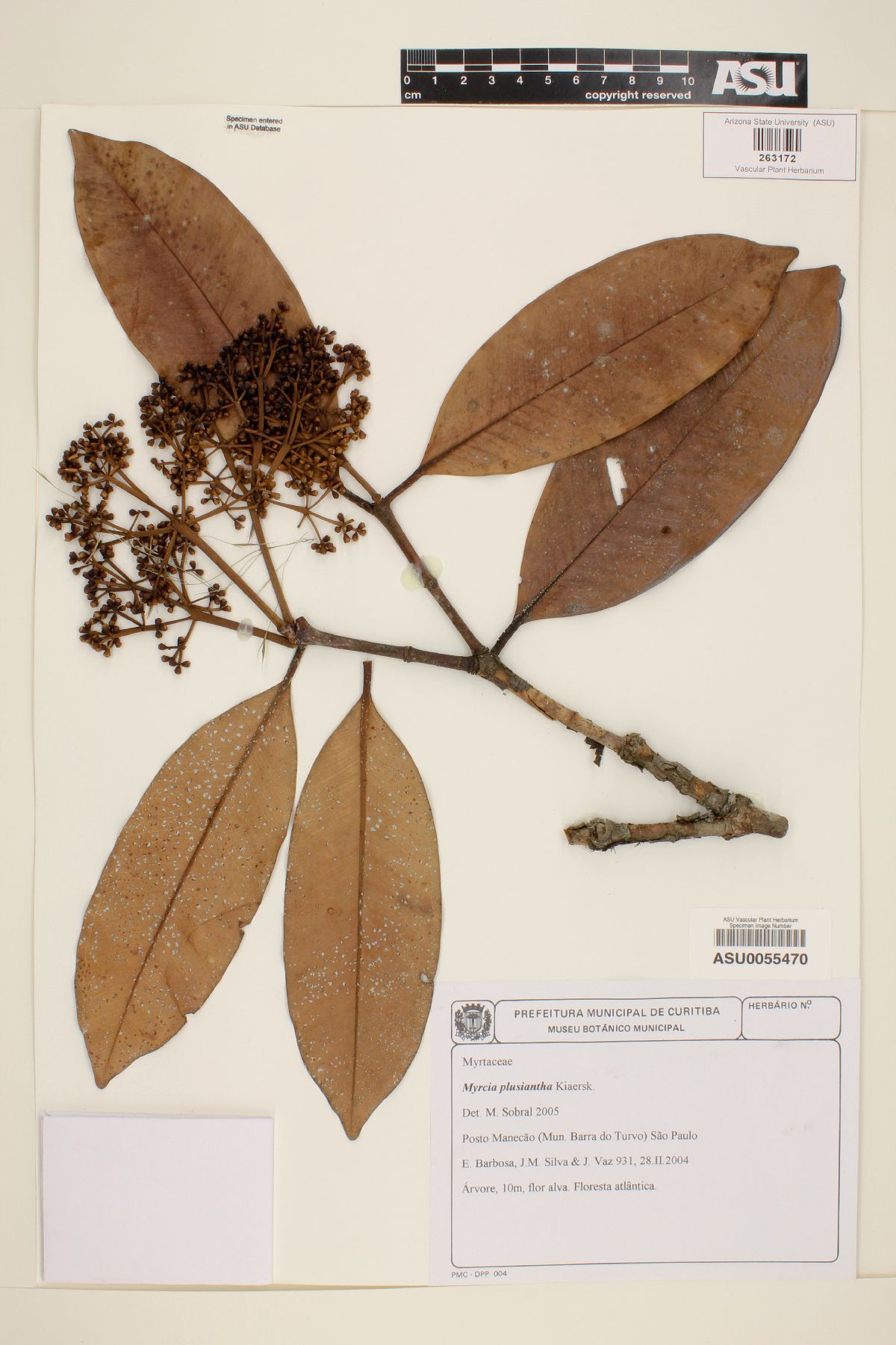 Myrcia plusiantha image