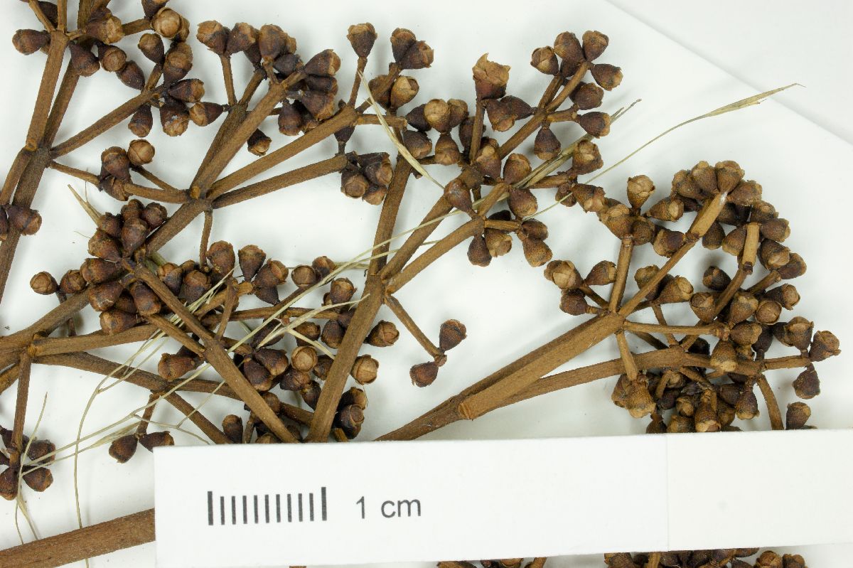 Myrcia plusiantha image