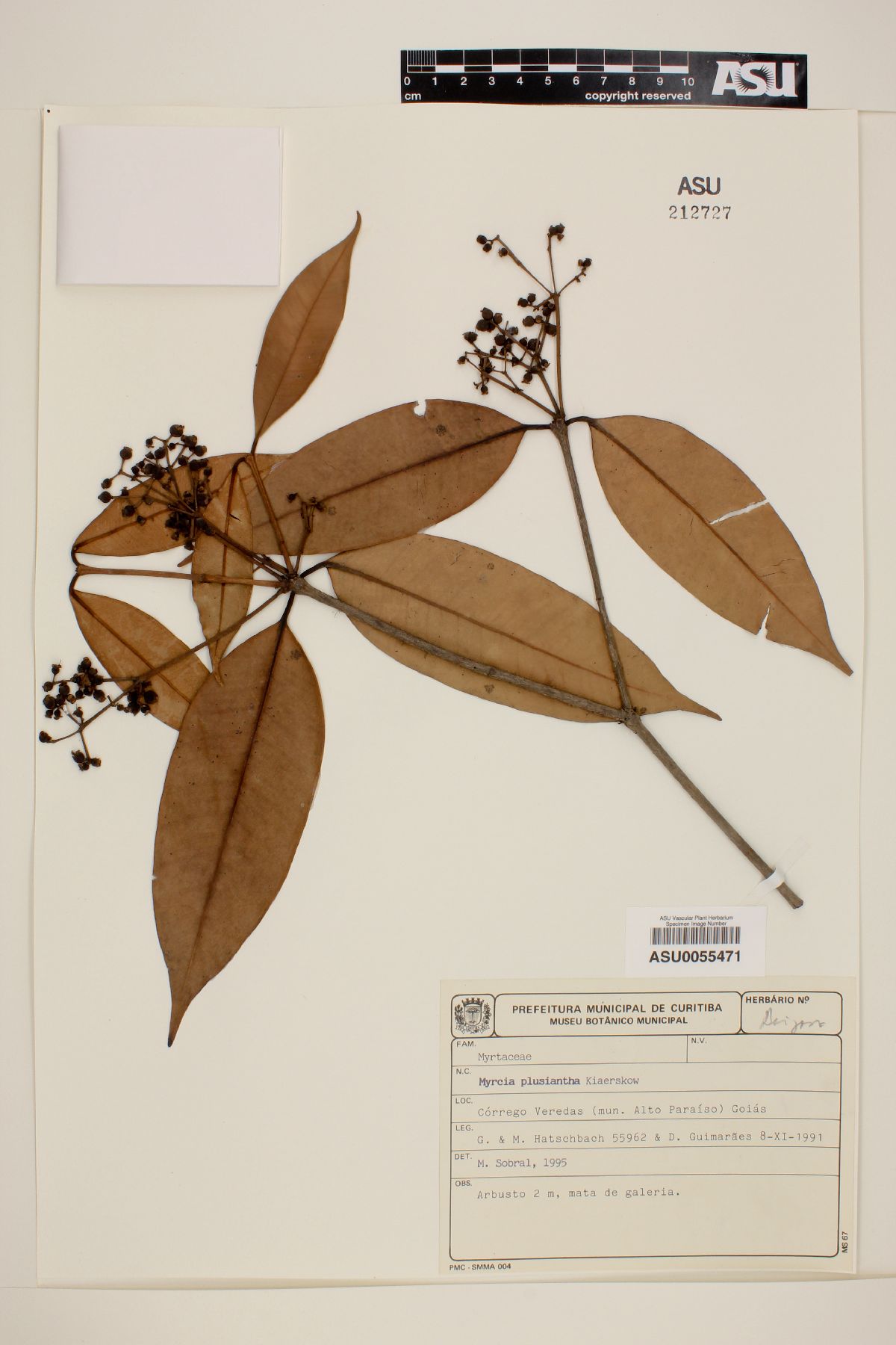 Myrcia plusiantha image