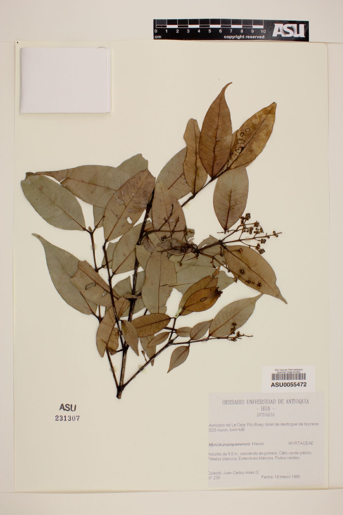 Myrcia popayanensis image