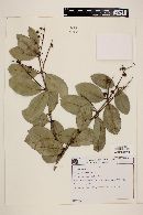 Myrcia pubiflora image