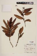 Myrcia pubipetala image