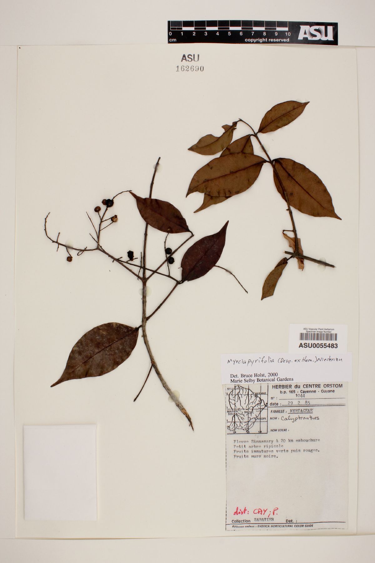 Myrcia pyrifolia image