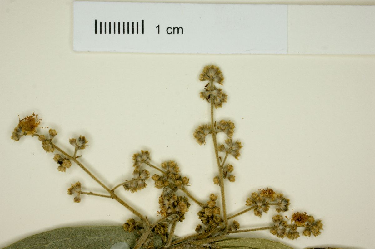 Myrcia racemosa image