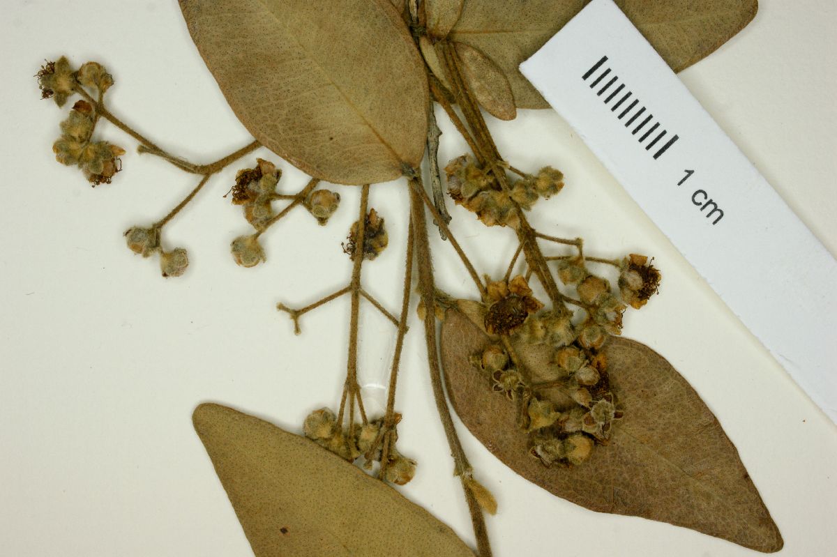Myrcia regnelliana image