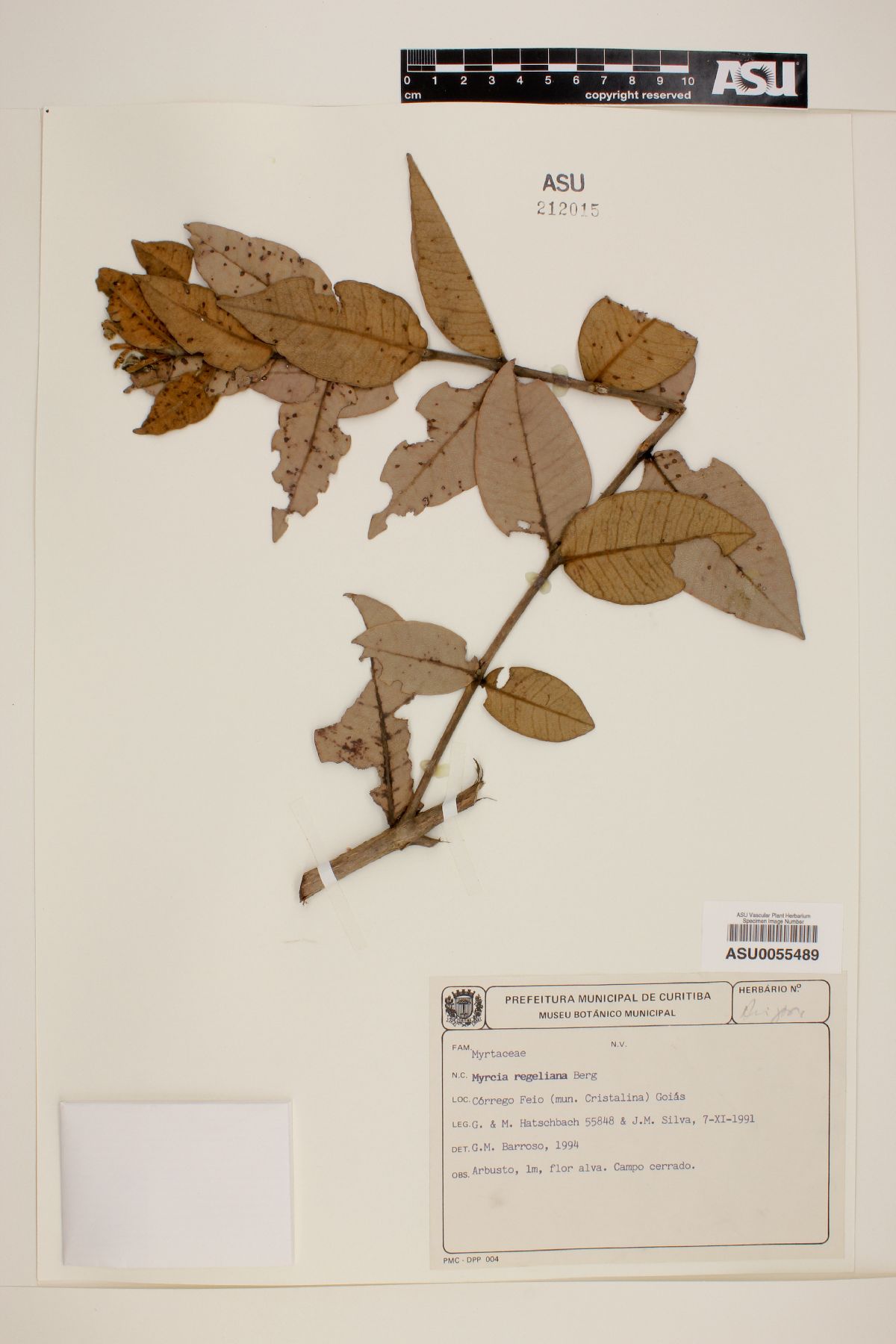 Myrcia regnelliana image