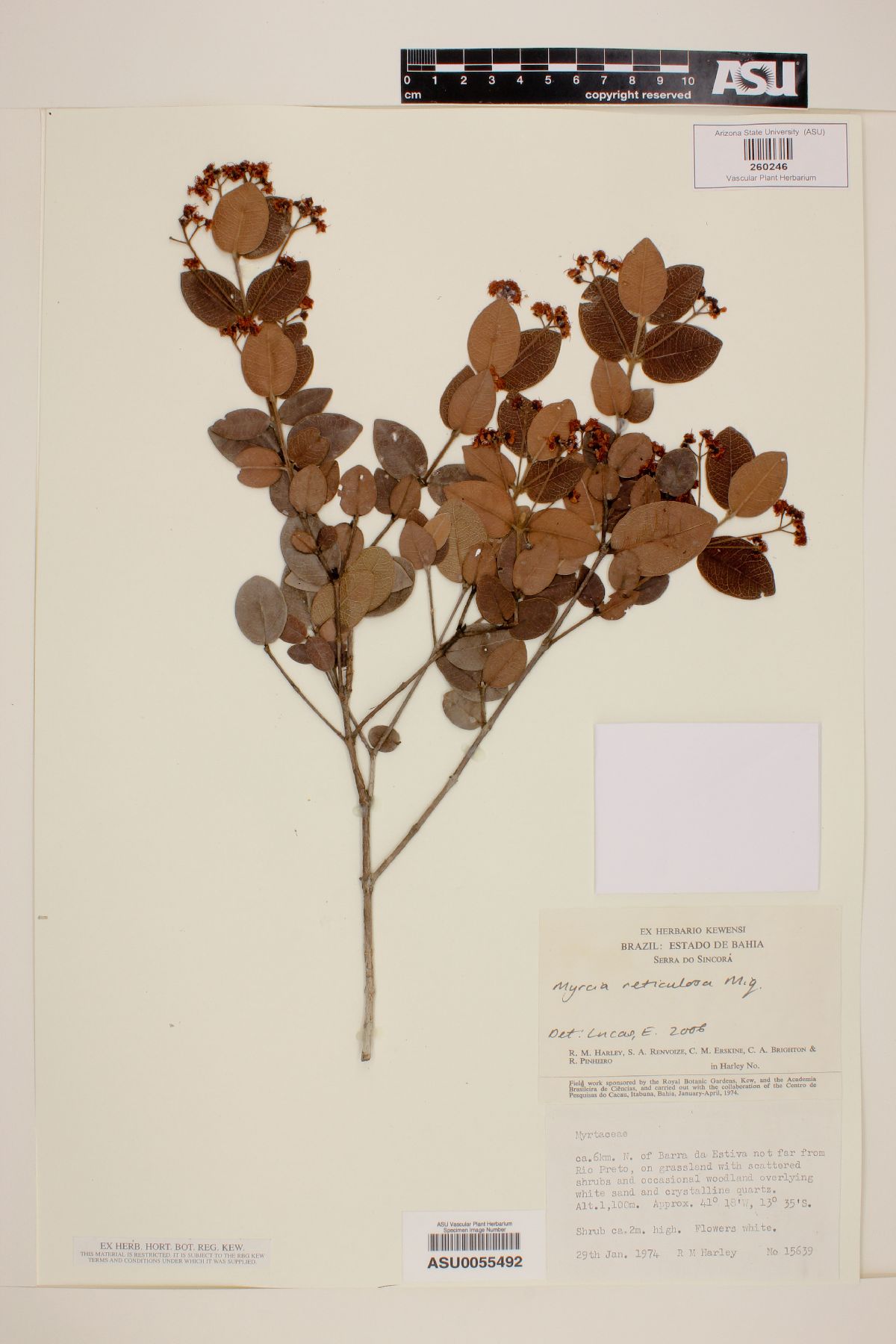 Myrcia reticulata image