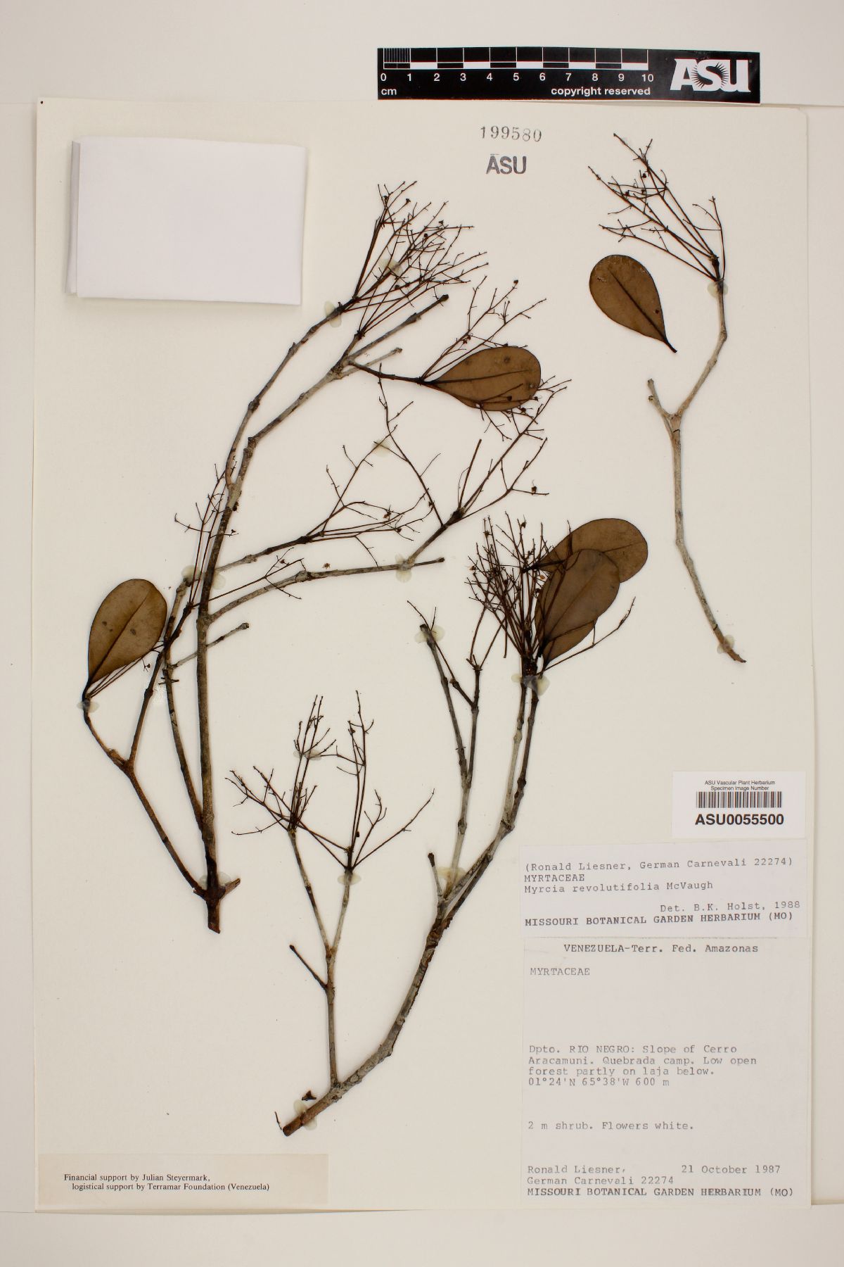 Myrcia revolutifolia image