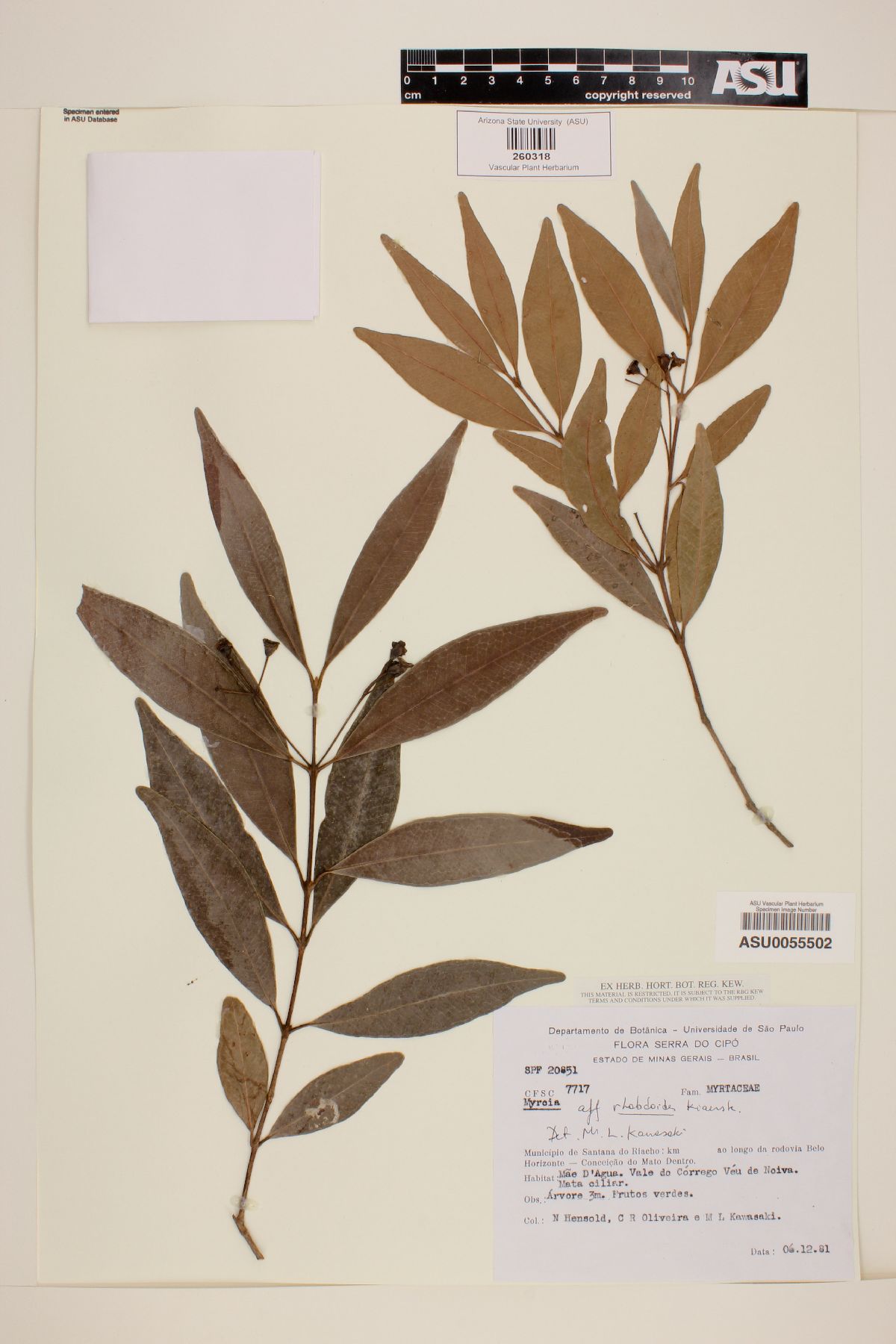 Myrcia rhabdoides image