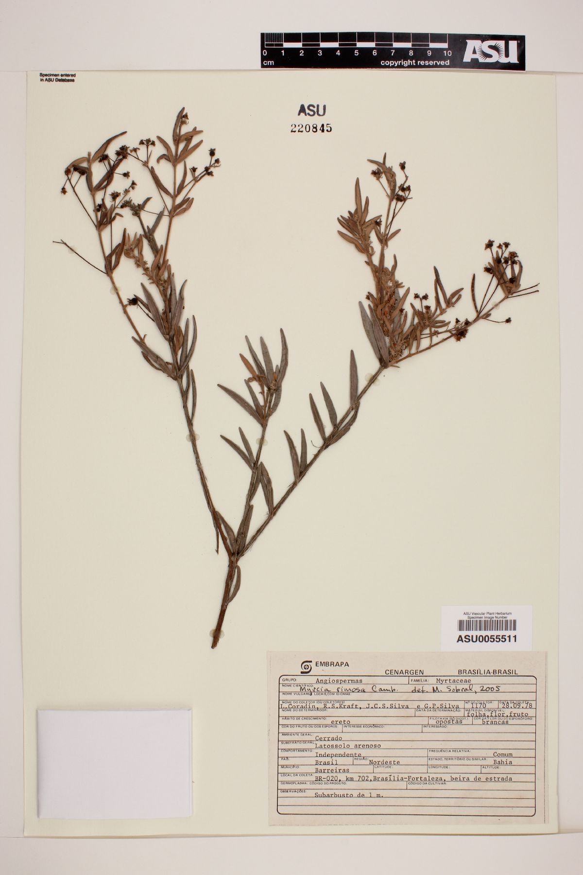 Myrcia rimosa image
