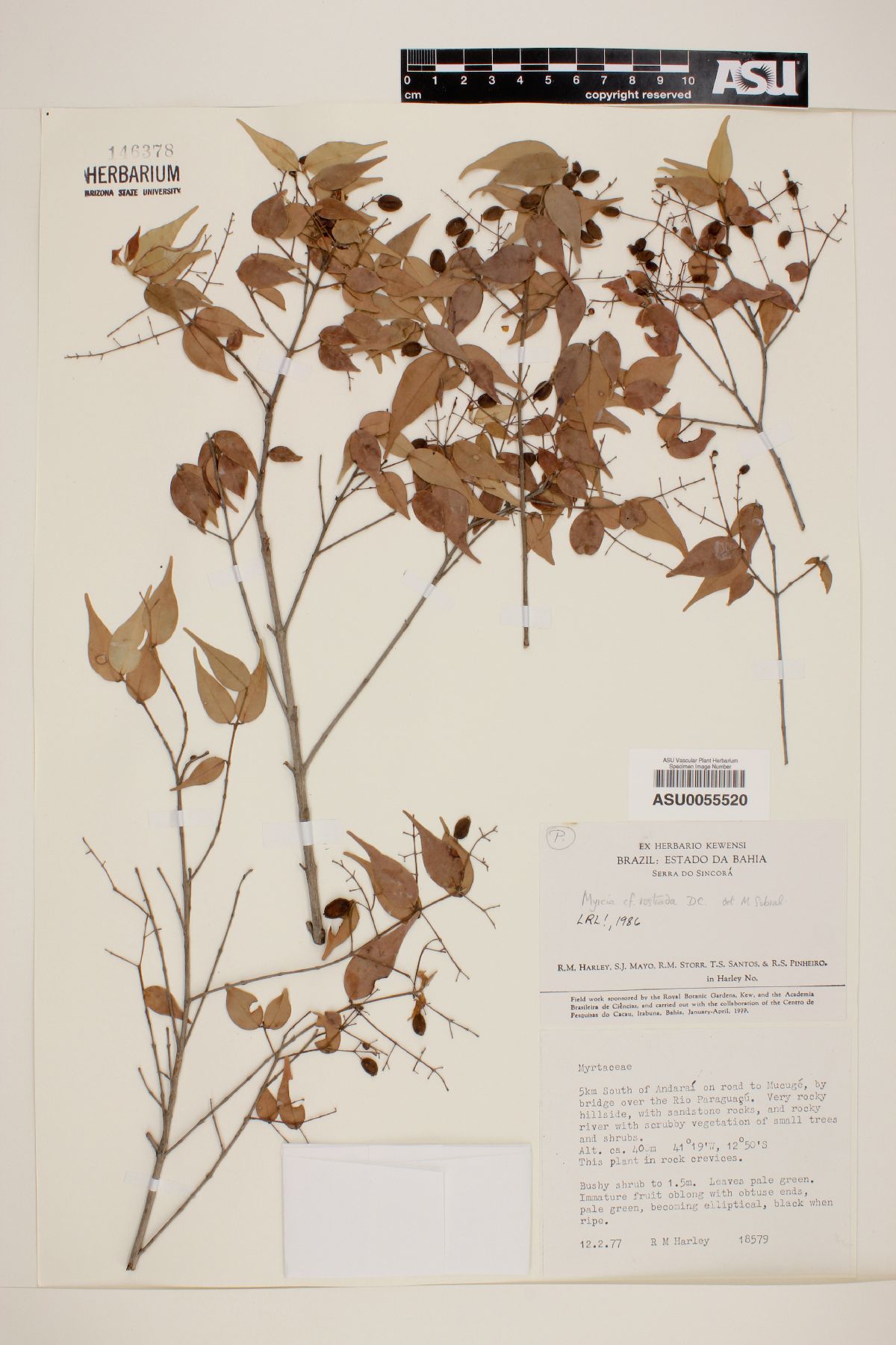 Myrcia rostrata image
