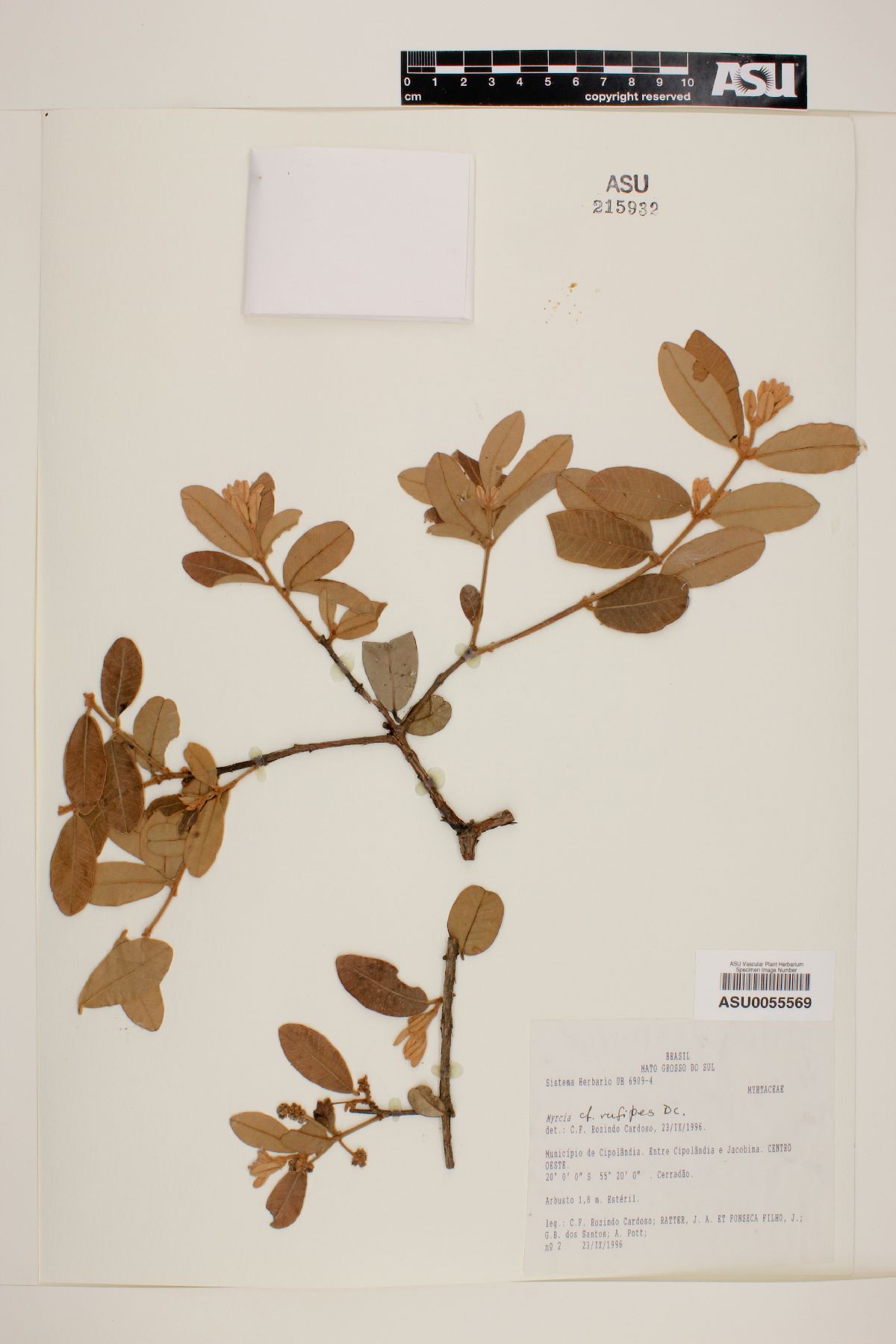 Myrcia rufipes image