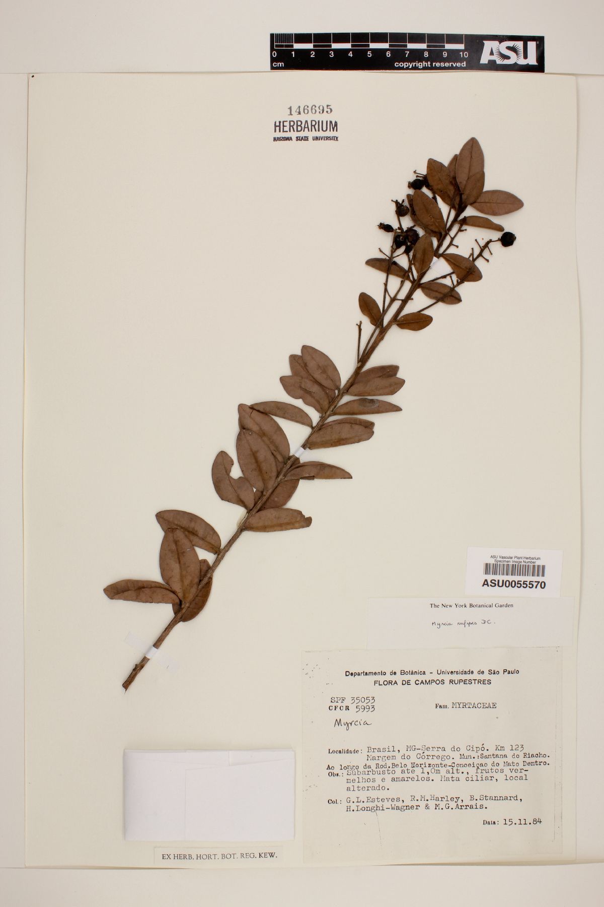 Myrcia rufipes image