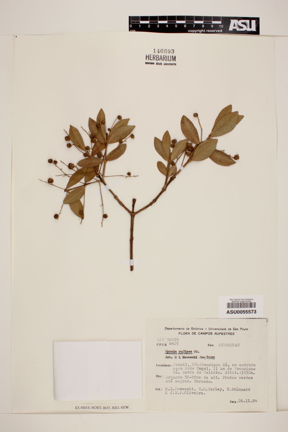 Myrcia rufipes image