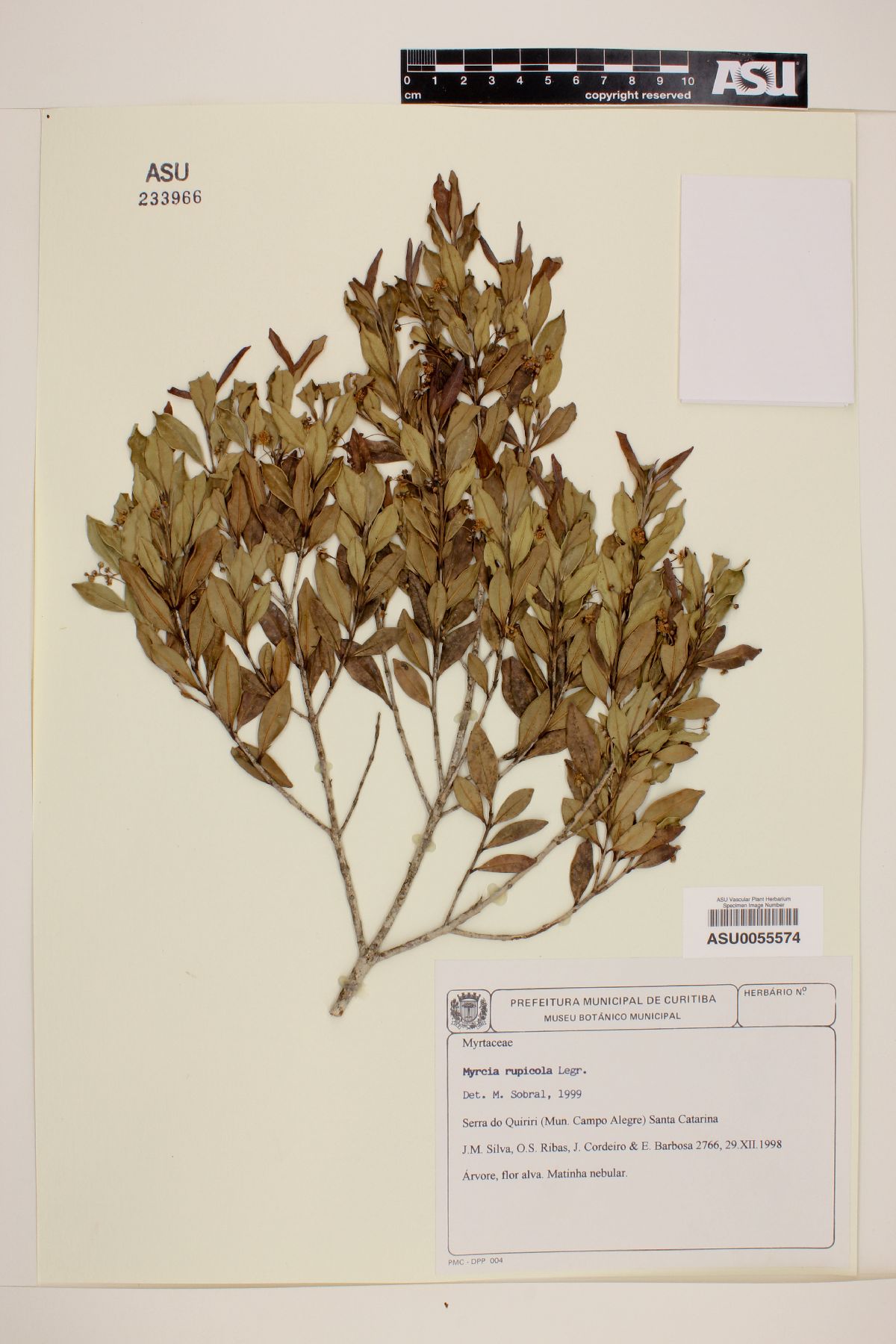Myrcia rupicola image