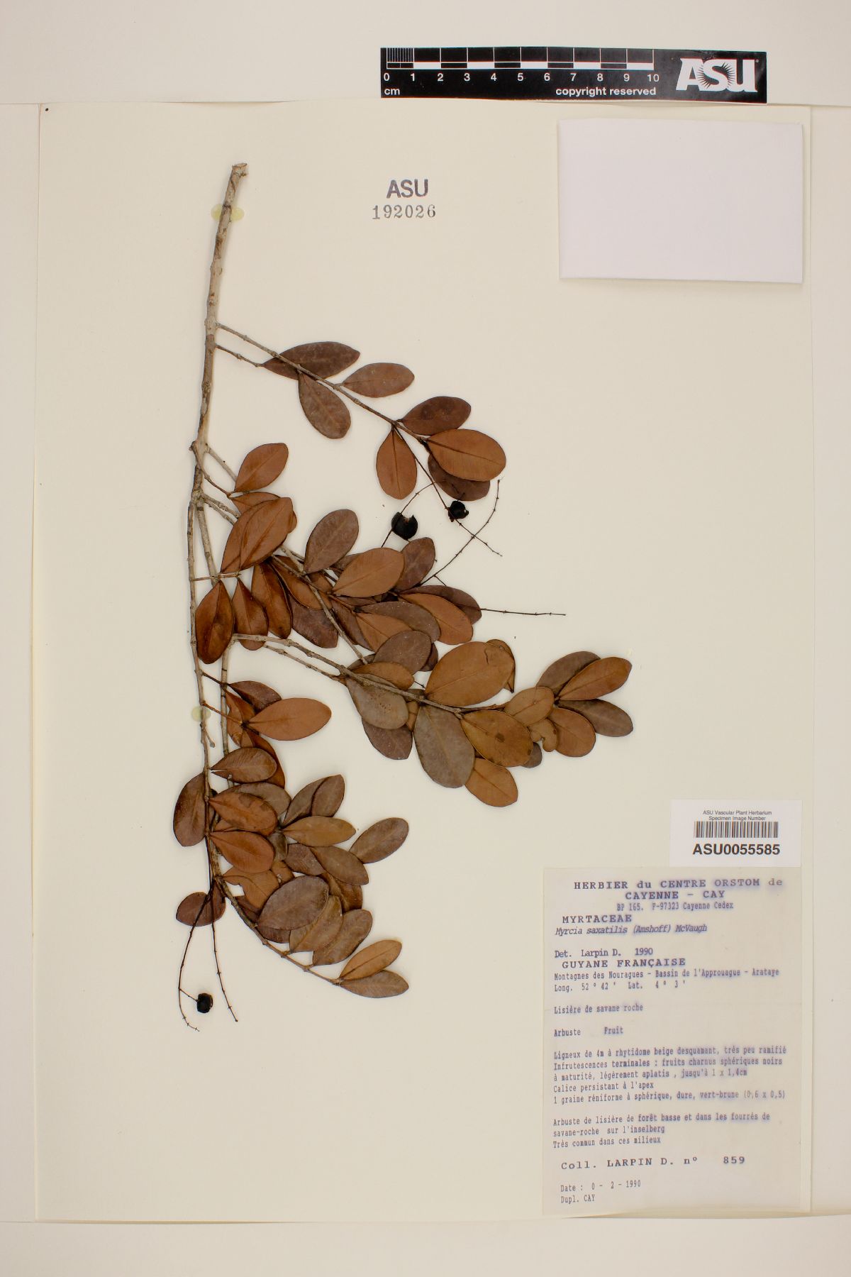 Myrcia saxatilis image