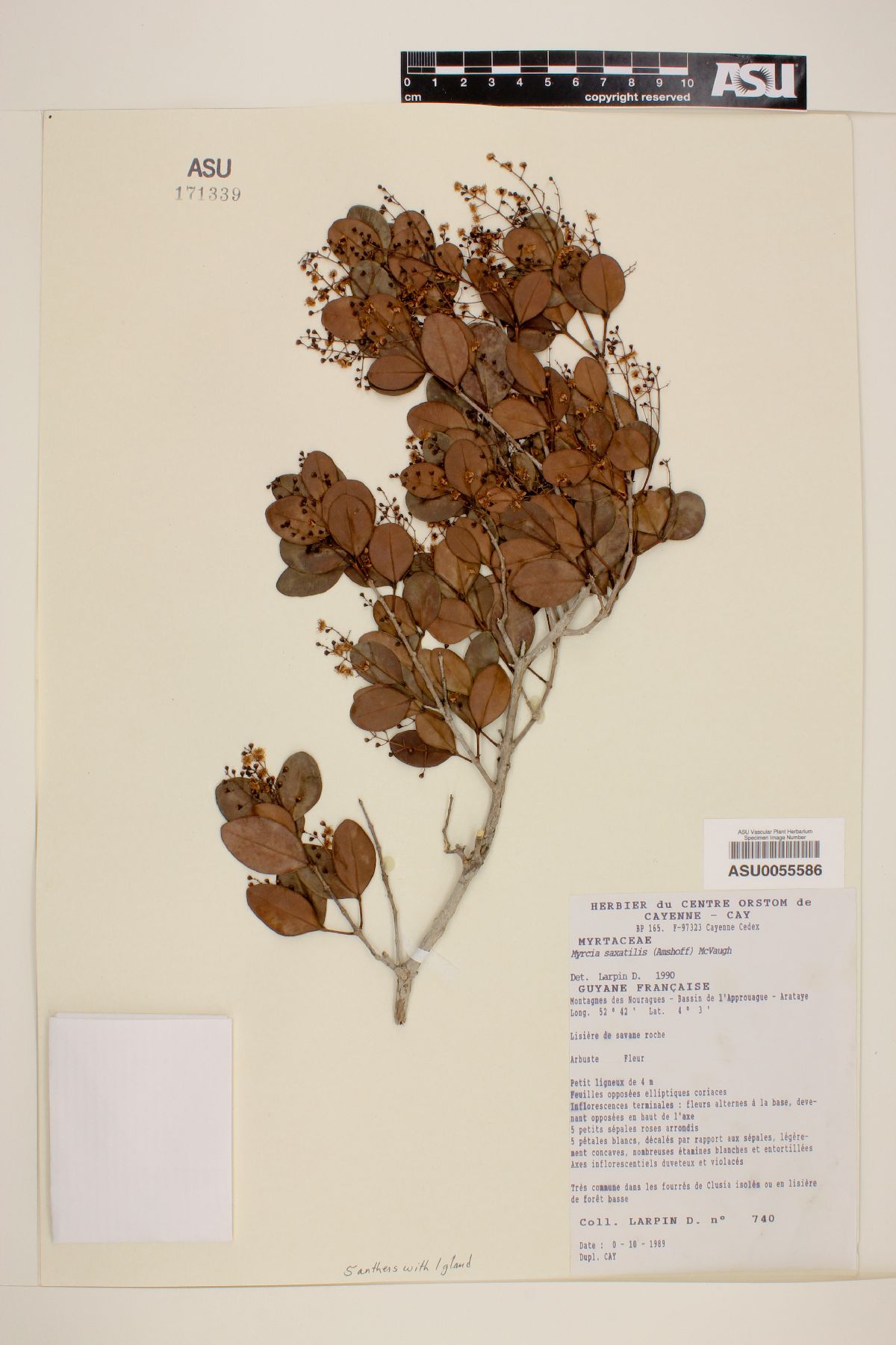 Myrcia saxatilis image