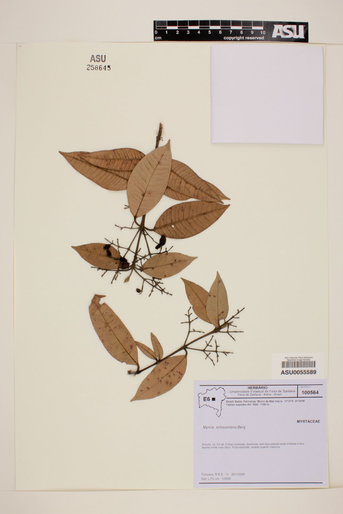 Myrcia schaueriana image
