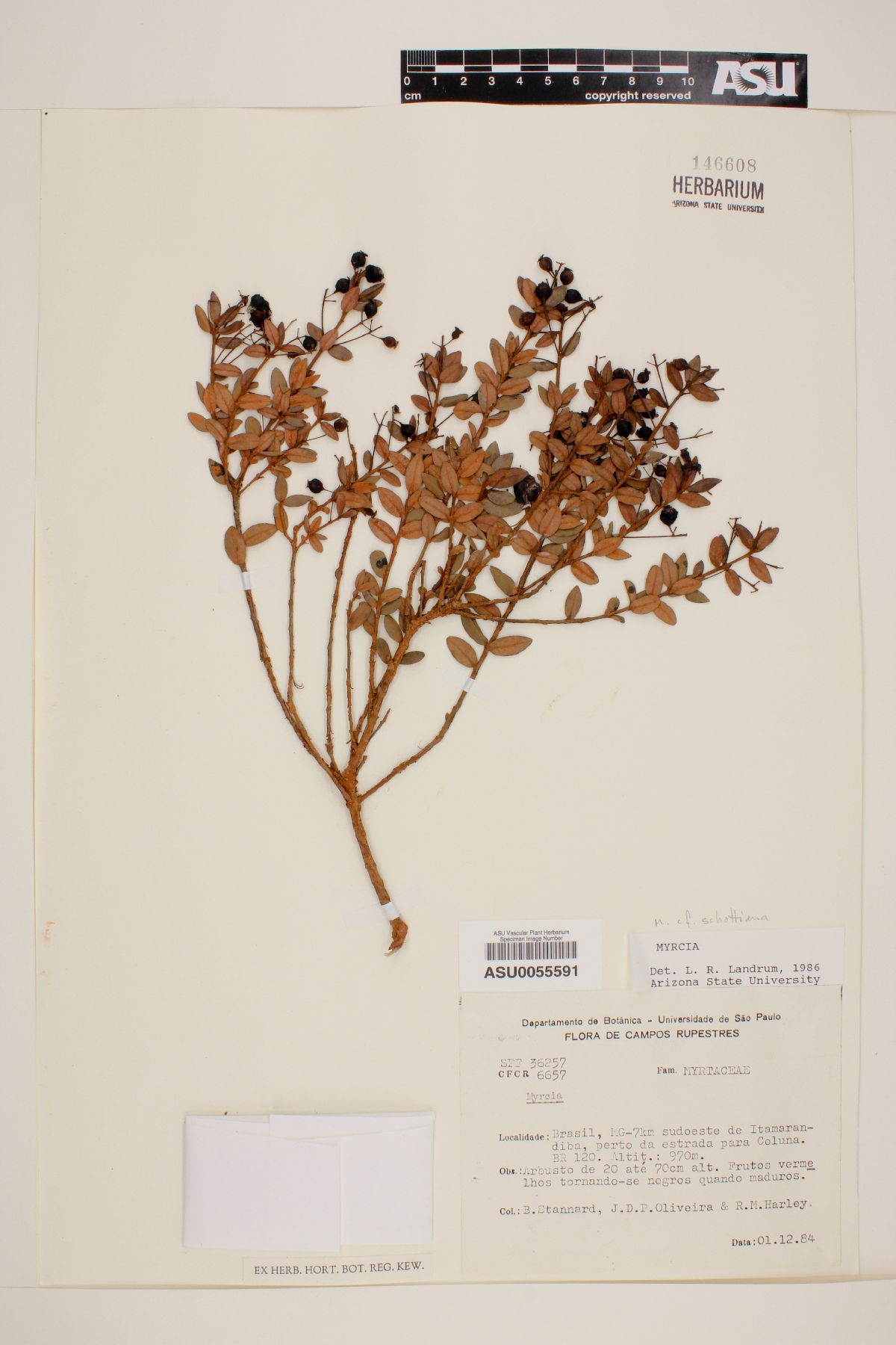 Myrcia schottiana image