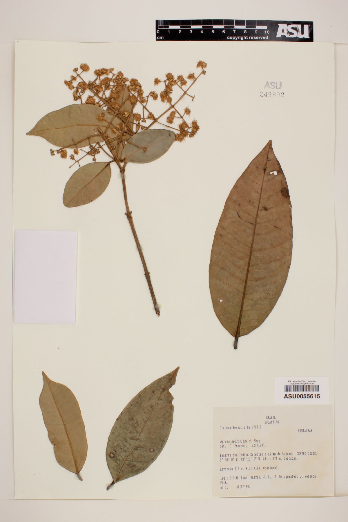 Myrcia sellowiana image