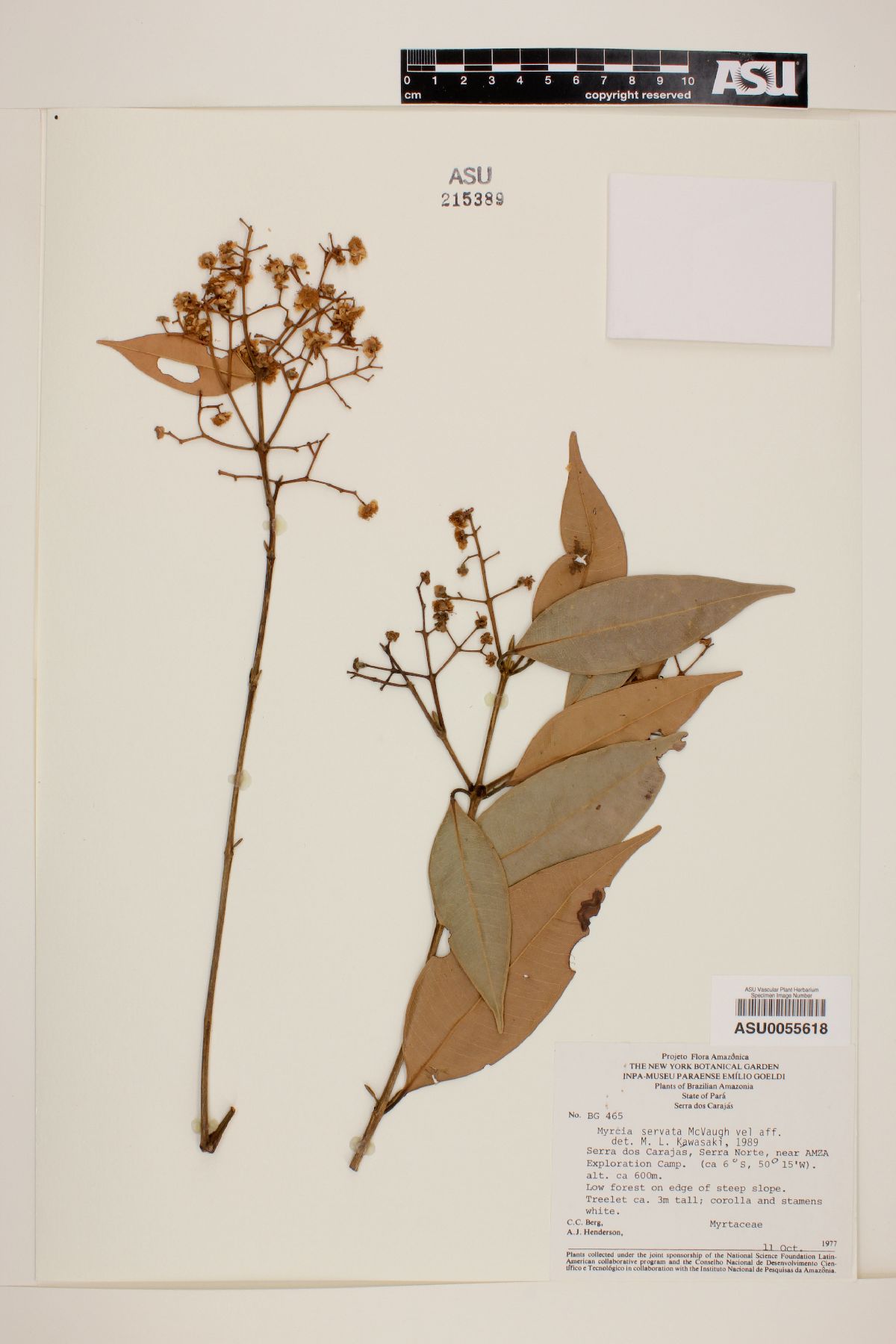Myrcia servata image