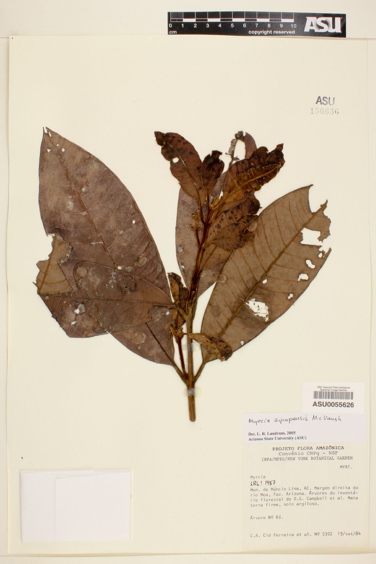 Myrcia sipapensis image