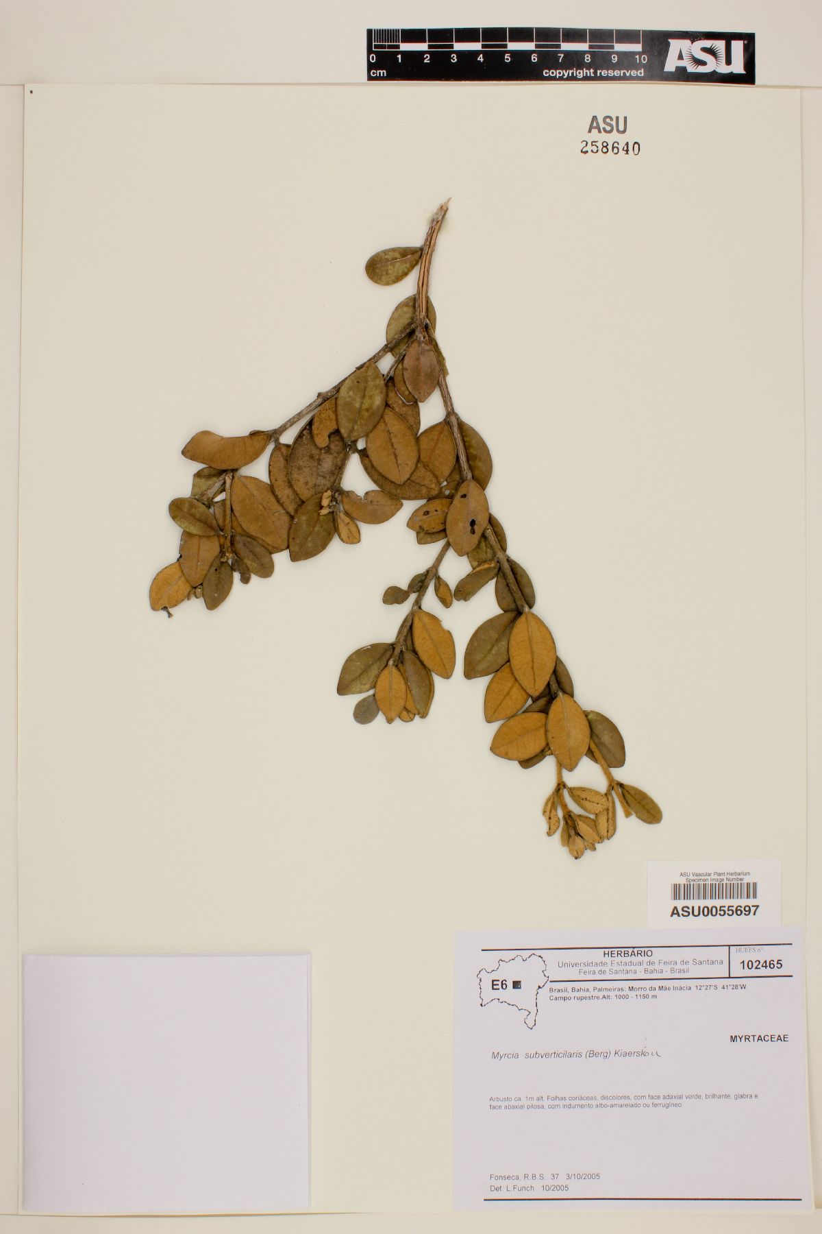 Myrcia subverticillaris image