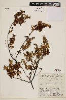 Myrcia sylvatica image