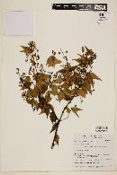 Myrcia sylvatica image