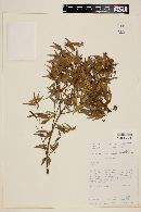Myrcia sylvatica image