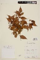 Myrcia sylvatica image