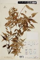Myrcia sylvatica image