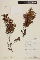 Myrcia sylvatica image