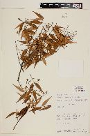 Myrcia sylvatica image