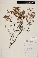 Myrcia sylvatica image