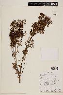 Myrcia sylvatica image