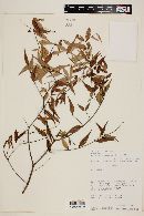 Myrcia sylvatica image