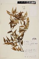 Myrcia sylvatica image