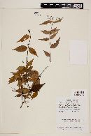 Myrcia sylvatica image