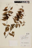 Myrcia sylvatica image