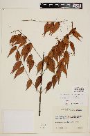 Myrcia sylvatica image
