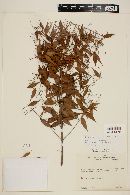 Myrcia sylvatica image