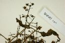 Myrcia sylvatica image
