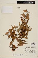 Myrcia sylvatica image