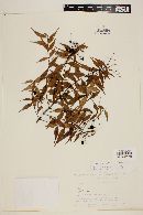 Myrcia sylvatica image