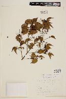Myrcia sylvatica image